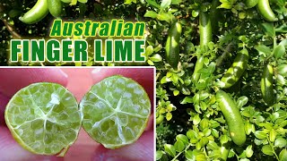 Australian FINGER LIME  Growing Citrus in Containers [upl. by Annagroeg]