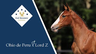 Ohio de Peru x Lord Z stallion [upl. by Marya]