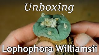 Unboxing Lophophora williamsii [upl. by Persse767]