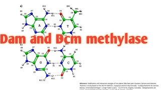 Dam and Dcm methylase enzymes ll CSIRNET Life science ll xgene amp proteinx [upl. by Adhamh534]