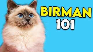 Birman Cat 101  This LongHaired Cat Is Actually Really EASY TO GROOM [upl. by Zigmund]