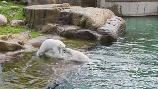 Eisbär  Polar Bear  Zoo Rostock [upl. by Hidie]