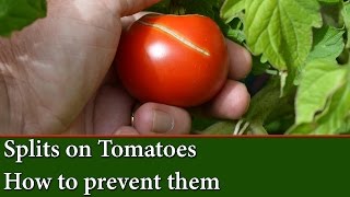 Causes of Split or Cracks on Tomatoes  How to prevent them [upl. by Eilerua367]