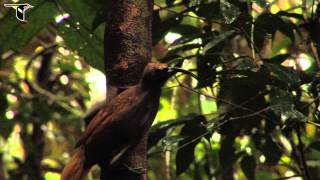 Blackbilled Sicklebill [upl. by Zennie]