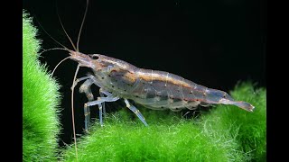 Amano Shrimp [upl. by Ramoh]