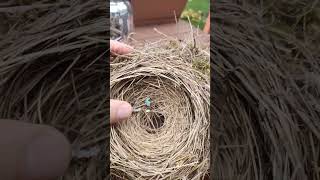 Masterfully Built Robins Nest  A Stunning Nature Creation [upl. by Silverstein]