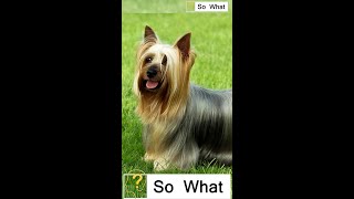 Ultimate Dog for the Entire Family The Silky Terrier [upl. by Nylirek]