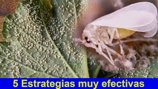 5 formas de controlar la MOSCA BLANCA [upl. by Schnorr]