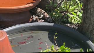 Bobtail aka Shingleback Lizard [upl. by Eednak415]