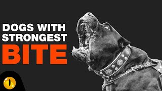 TOP 10 DOGS WITH STRONGEST BITE FORCE [upl. by Seline]