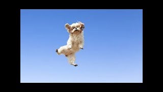 Funny Dogs Dancing Compilation no2 [upl. by Aliahkim303]