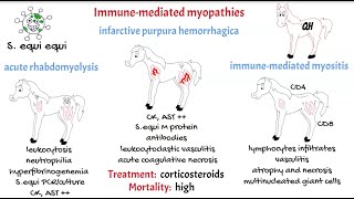 Miopatías inmunomediadas  Estudiantes de veterinaria [upl. by Tomlin]