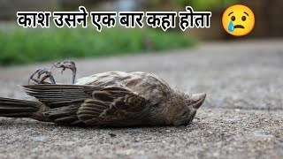 Heart Touching Love Story  Chida or Chidiya ki kahani  Hindi stories do chidiya ki kahani [upl. by Haek376]