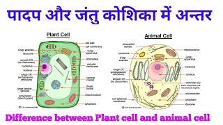 पादप और जंतु कोशिका में अन्तर  Differences Plant cell and animal cell  Hindi [upl. by Malek947]