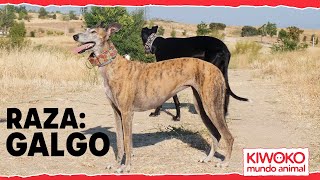 Características del GALGO ESPAÑOL 🐶✅ [upl. by Prochoras69]