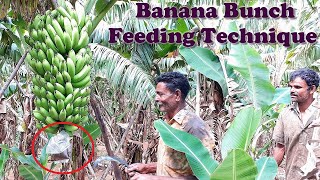 Banana Bunch Feeding Technique in banana farming  Banana tree fertilization [upl. by Ellerred]