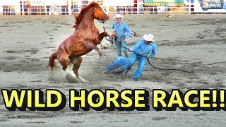 WILD HORSE RACE CRAZY [upl. by Schofield]