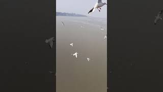 The blackheaded gull is a small seagull in Mumbai Maharashtra India [upl. by Candi]