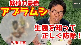 【害虫】アブラムシ 発生！驚異の生態と防除方法【ブリーダー解説】 [upl. by Idahs]