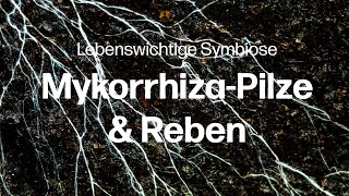 Lebenswichtige Symbiose Wie MykorrhizaPilze den Weinreben helfen können [upl. by Abernathy]