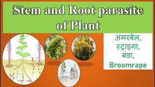 Root and Stem Parasites  Phanerogamic Plant Parasites  Cuscuta Striga [upl. by Ayikal]