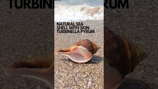 Turbinella Pyrum Sea Shell beach shellcollection beachessentials seashellcollection sea [upl. by Brinson]