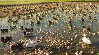 How Chinese Farmers Raise Billions of Ducks for Eggs  Duck Farming [upl. by Eliak602]