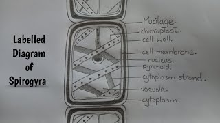 How to Draw Spirogyra l Labelled Diagram of Spirogyra l Science Biology Diagram l ES art amp craft [upl. by Hares404]