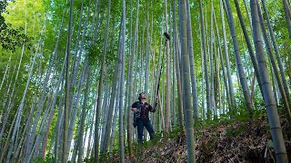 京都の嵯峨野竹林の音  The Sound of Sagano Bamboo Forest in Kyoto [upl. by Ysak]