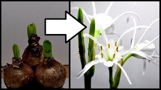 Time Lapse Of A Spider Lily Plant Growing [upl. by Cornia]