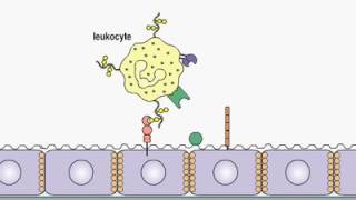 Leukocyte Extravasation [upl. by Friedland]