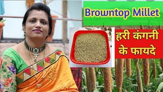 Browntop millet  हरी कंगनी के फायदे  Siridhanya Millet ke fayde  Drkhadar vali [upl. by Nodnahs]