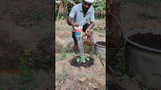 வெள்ளரிக்கு முதல் உரம் போடலாம் வாங்க Lets apply the first fertilizer to the cucumber farming [upl. by Valenba]