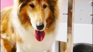 Grooming Guide  Grooming the Rough Collie 36 [upl. by Nnylanna]