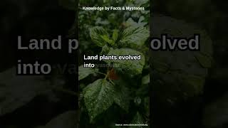 The Evolution of Land Plants From Water to Land [upl. by Aisetal615]