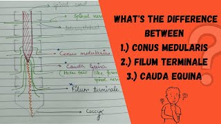 Conus Medullaris Cauda Equina Filum terminale  Spinal cord anatomyNeuroanatomyCNSMEDUTAINMENT [upl. by Siurad]