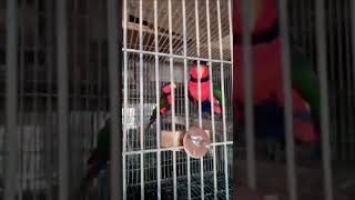 Red lorri Breeder pair lorry breeding pair viralvideo video shortvideo vlog viralshorts [upl. by Akeyla645]