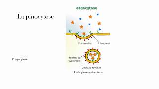 La pinocytose [upl. by Aundrea]