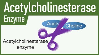 Acetylcholinesterase Enzyme [upl. by Oribelle61]