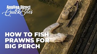 How To Fish Prawns For Big Perch  Predator Fishing Quickbite [upl. by Sandell]