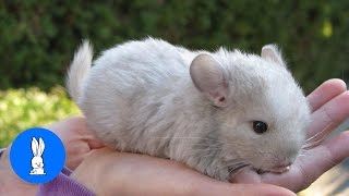 Baby Chinchillas Playing  CUTEST Compilation [upl. by Dnalrah]