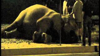 Ringling Bros Elephant Falls and Collapses in Anaheim [upl. by Amy]