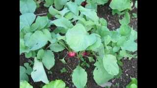 When to Harvest Radishes for the Best Taste [upl. by Ardnuassak915]