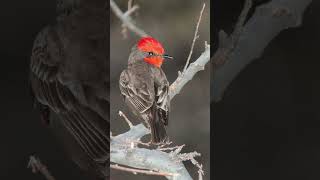 Vermillion Flycatcher Song Video Songbird Nature Sounds [upl. by Bennink]