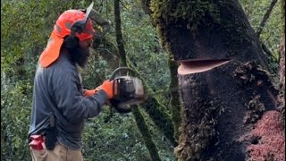 Dropping a leaning tree for firewood in the forest [upl. by Einomrah]