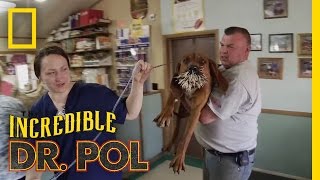 Bloodhounds vs Porcupine  The Incredible Dr Pol [upl. by Aleen]