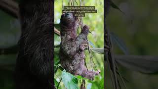 Why Sloths Are Actually AMAZING Swimmers [upl. by Enelrahs]