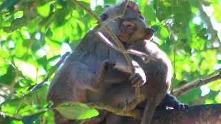 Jane after Give Milk To Joanna awhile Then Down From tree walking on Dec162024USao1330Ambers [upl. by Hgieleak851]