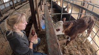 Orphaned baby and why are dairy farms so hard to keep clean… [upl. by Harl769]