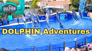 Seaworld DOLPHIN show full  Seaworld San Diego [upl. by Connell]